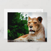 Lioness foto briefkaart (Voorkant / Achterkant)