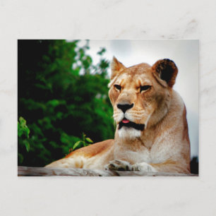 Lioness foto briefkaart