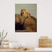 Lioness komt uit poster (Keuken)