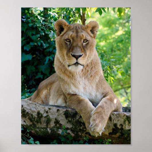 Lioness ligt op rots poster (Voorkant)