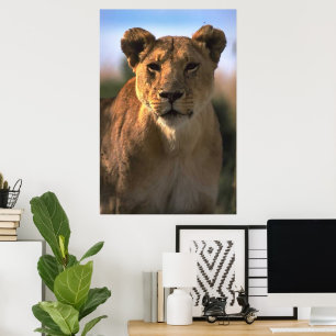 Lioness Lovers Poster