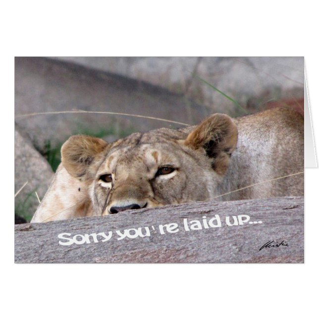 Lioness 'mis en place' (Devant horizontal)