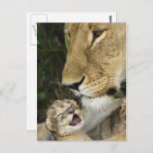 Lioness & Newborn Briefkaart (Voorkant / Achterkant)