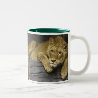 Lioness Photo Mok