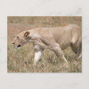 lioness prowling briefkaart