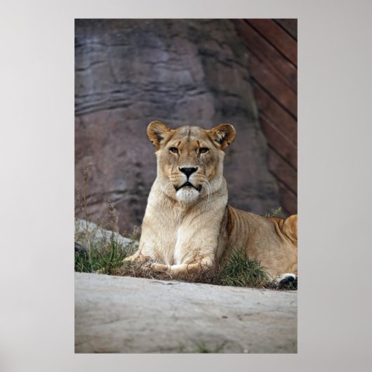 LIONESS RELAXY POSTER (Voorkant)