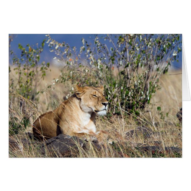 Lioness resting (Devant horizontal)