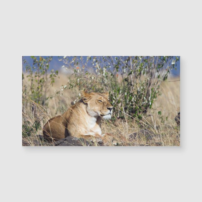 Lioness ruststing (Voorkant)
