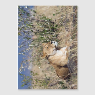 Lioness ruststing