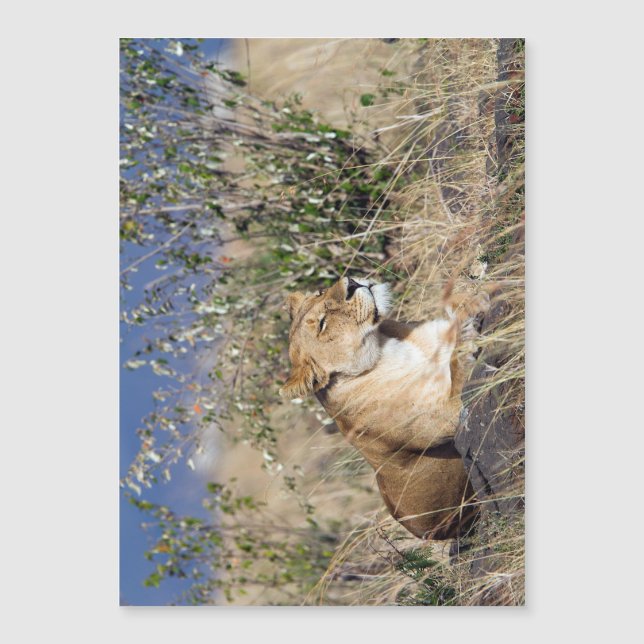 Lioness ruststing (Voorkant)