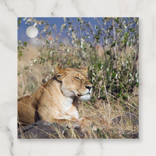Lioness ruststing bedankjes labels (Voorkant)
