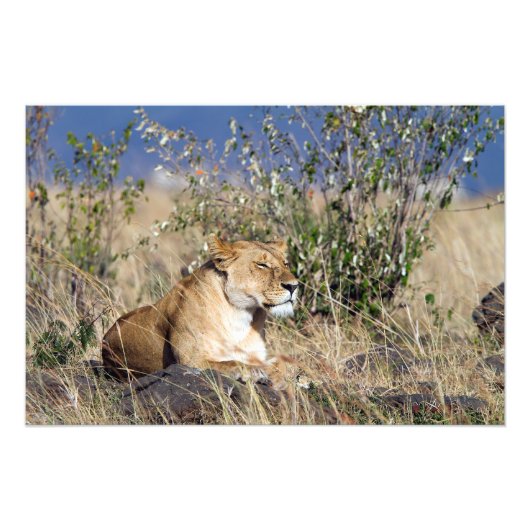 Lioness ruststing foto afdruk (Voorkant)