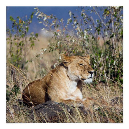 Lioness ruststing perfect poster (Voorkant)