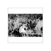 Lioness ruststing 	rubberstempel (Afrduk)