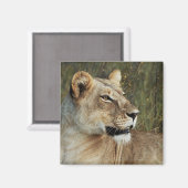 Lioness safari magnets - personnaliser (Recto/Verso)
