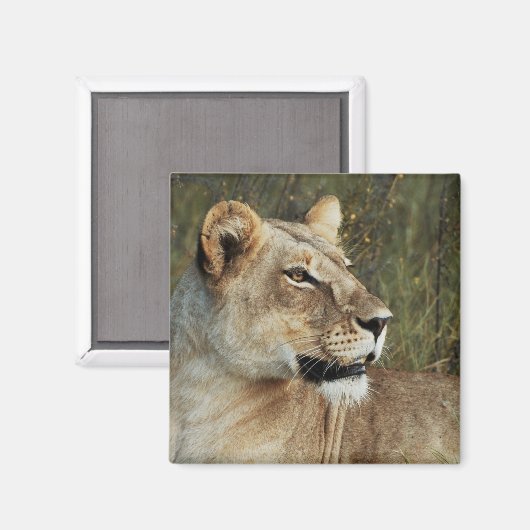 Lioness safari magnets - personnaliser (Recto/Verso)