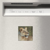 Lioness safari magnets - personnaliser (In Situ (Lave-vaisselle))