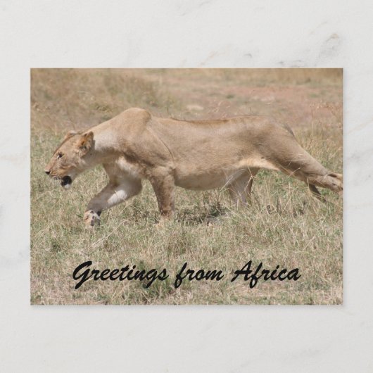 lioness stalks briefkaart (Voorkant)