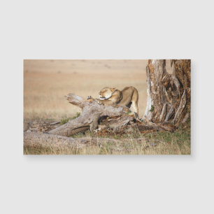 Lioness stretting