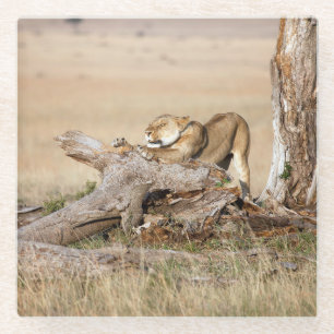 Lioness stretting glazen onderzetter