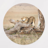 Lioness stretting labels (Design 1)
