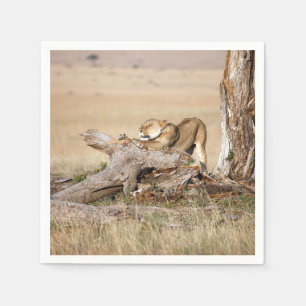 Lioness stretting servet