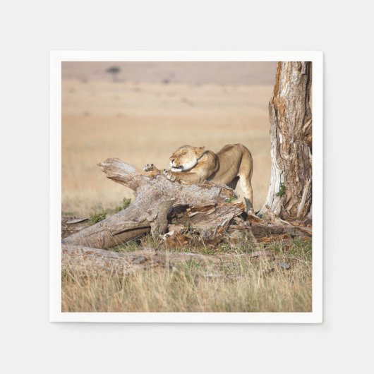 Lioness stretting servet (Voorkant)