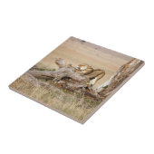 Lioness stretting tegeltje (Zijkant)