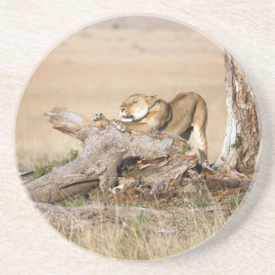 Lioness stretting zandsteen onderzetter