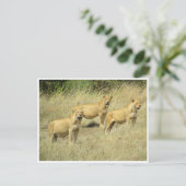 lioness trio briefkaart (Staand voorkant)