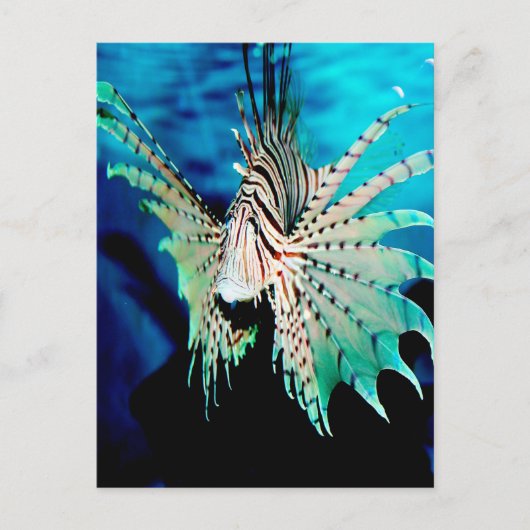 Lionfish Beauty Briefkaart (Voorkant)