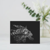 Lionfish - Carte postale (Debout devant)