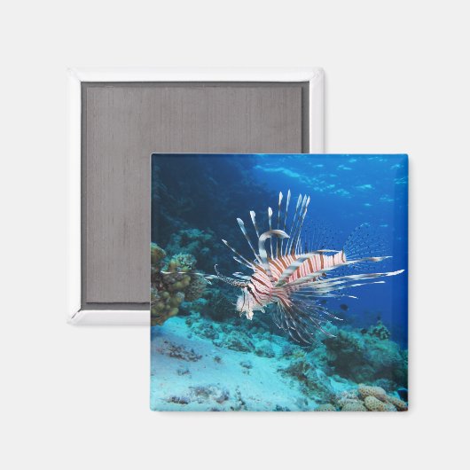 Lionfish of Pterois Miles, Ocean Reef Fish Magneet (Voorkant / Achterkant)