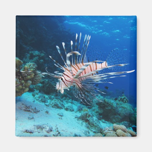 Lionfish of Pterois Miles, Ocean Reef Fish Magneet (Voorkant)