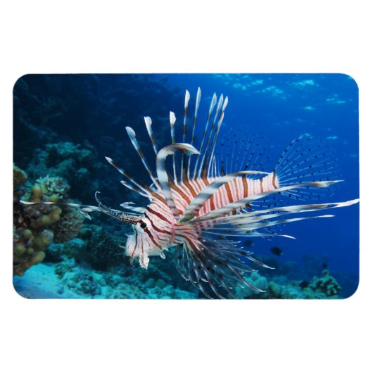 Lionfish of Pterois Miles, Ocean Reef Fish Magneet (Horizontaal)