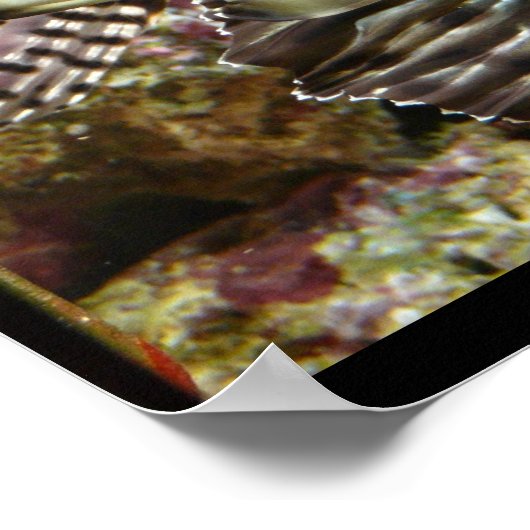 Lionfish Poster (Coin)