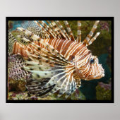 Lionfish Poster (Devant)