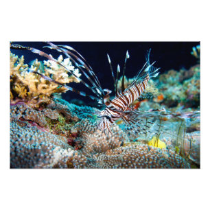 Lionfish Print Foto Afdruk