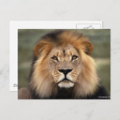 Lionfoto Briefkaart (Voorkant / Achterkant)