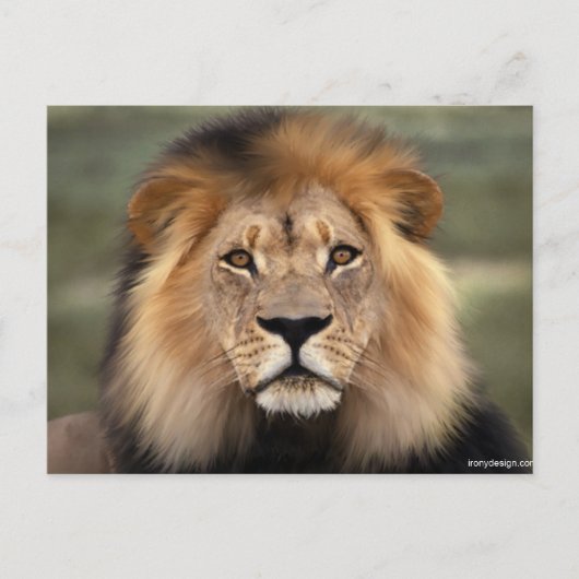 Lionfoto Briefkaart (Voorkant)