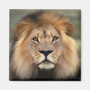 Lionfoto Magneet