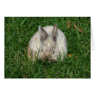 Lionhead Bunny All Occasions