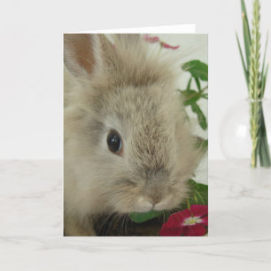 Lionhead Bunny All Occasions Kaart