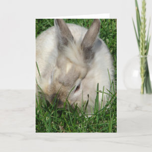 Lionhead Bunny All Occasions Kaart