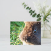 Lionhead Bunny Briefkaart (Staand voorkant)