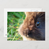 Lionhead Bunny Briefkaart (Voorkant / Achterkant)