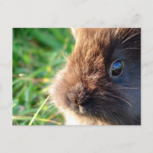 Lionhead Bunny Briefkaart (Voorkant)