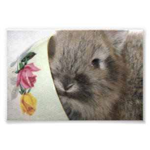 Lionhead Bunny en Teacup Foto Afdruk