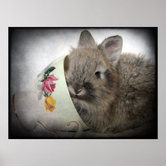 Lionhead Bunny en Teacup Poster (Voorkant)