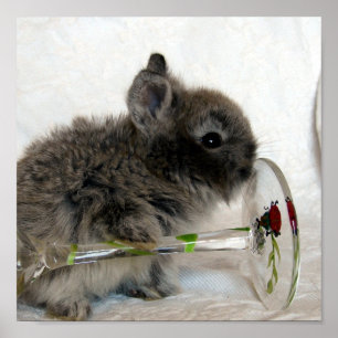 Lionhead Bunny en Wineglass Poster